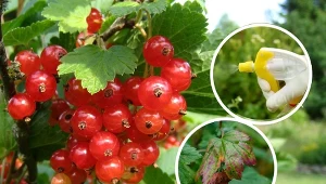 Porzeczka usycha, jeśli prowadzimy niewłaściwą pielęgnację.