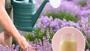 Uprawa lawendy cieszy się dużą popularnością. Jak przygotować odżywkę na wzmocnienie i kwitnienie lawendy?/