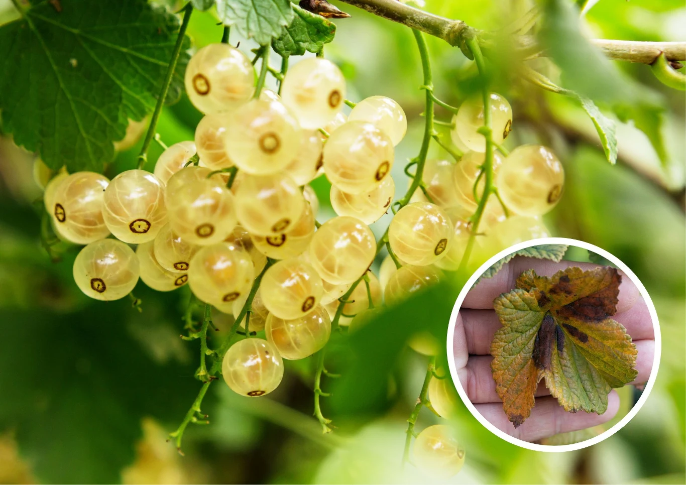 Jedną z chorób, na którą jest narażona porzeczka, to antraknoza.