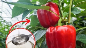 Nawożenie papryki jest kluczowe, by uzyskać obfity plon. Wyjaśniamy, jaki naturalny nawóz do papryki zastosować./