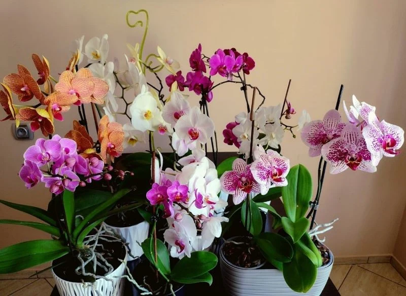 Kolekcja storczyków naszej Czytelniczki