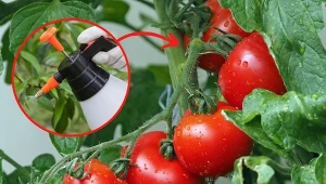 Pomidory potrzebują odpowiedniego nawożenia, by zdrowo się rozwijać. Sprawdź, jak odżywiać pomidory, by uzyskać obfity plon./