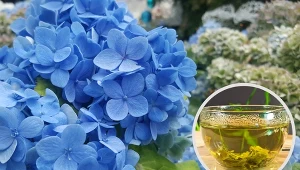 Fusy z herbaty można wykorzystać do nawożenia i oprysku.