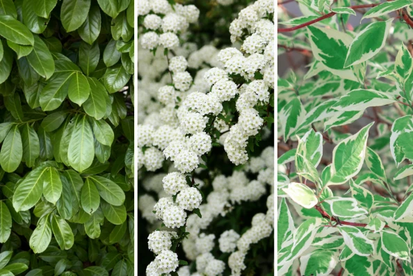 Żywopłoty liściaste pięknie prezentują się w ogrodzie