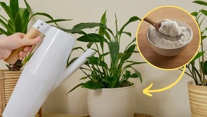 Skrzydłokwiaty to efektowne rośliny doniczkowe. Warto znać tajniki ich pielęgnacji i zastosować najlepszy nawóz do skrzydłokwiatu./