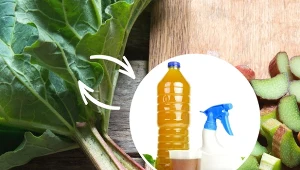 Do przygotowania oprysku z liści rabarbaru potrzebujemy 1 kg świeżych liści, a także 10 l wody.