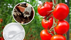 Kwas borowy regularnie dostarczamy niektórym roślinom.