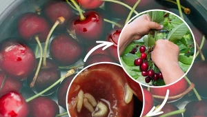 W jakich odmianach czereśni dużo rzadziej pojawiają się robaki?