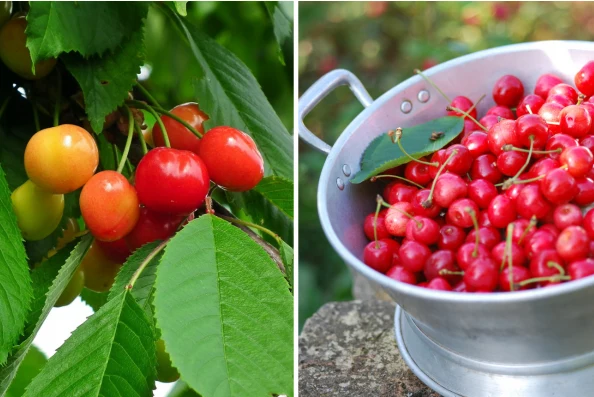 Wyjaśniamy, jak uprawiać czereśnie i które odmiany są odporne na robaki