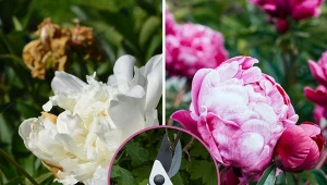 Piwonia słynie ze swoich efektownych kwiatów. Co zrobić, gdy przekwitną? Jak obcinać kwiaty piwonii?/