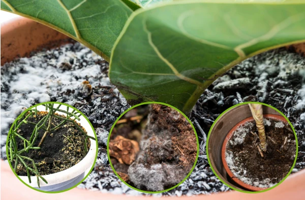 Pleśń w doniczce łatwo pomylić z osadem