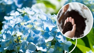 Co zrobić, żeby hortensja nie traciła koloru? Jest na to kilka sposobów.