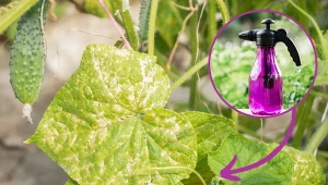 Żółknięcie ogórków może być związane z nieodpowiednią pielęgnacją lub atakiem chorób. Jak uratować żółknące ogórki? Warto znać przepis na domowy oprysk./