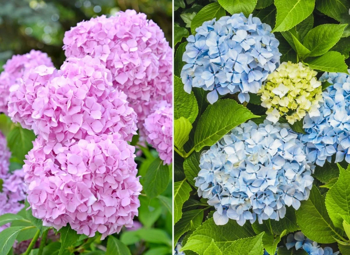 Hortensja otaksa to jedna z najpiękniejszych odmian, która jest również rzadko spotykana