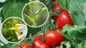 Te dwa opryski trzeba robić co tydzień. Jak przygotować oprysk z czosnku i liści pomidora?