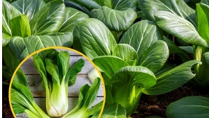 Z uwagi na skład, chińska kapusta pak choy uznawana jest za jedno z najzdrowszych warzyw na świecie.