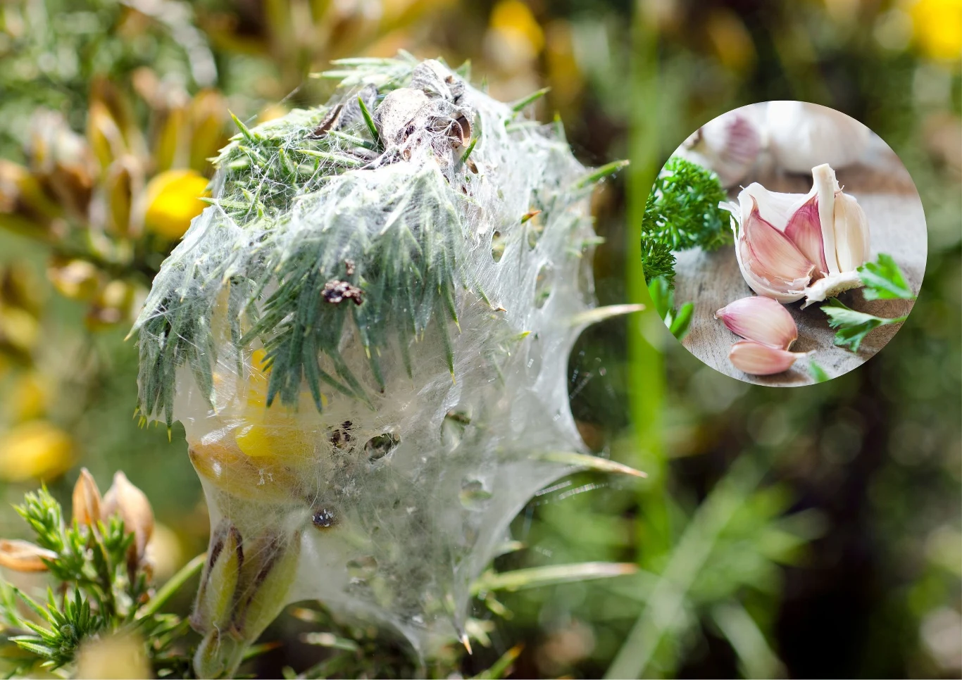 Oprysk z czosnku odstrasza szkodniki, które nie lubią intenstywnego zapachu