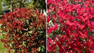 Głogownik to zimozielony krzew, który jest oryginalną ozdobą ogrodu.