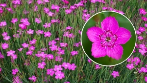 Goździk kropkowany to wieloletnia bylina o pięknych kolorowych kwiatach.