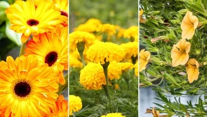 Pomysły na żółte kompozycje na tarasie. 13 najciekawszych gatunków kwiatów