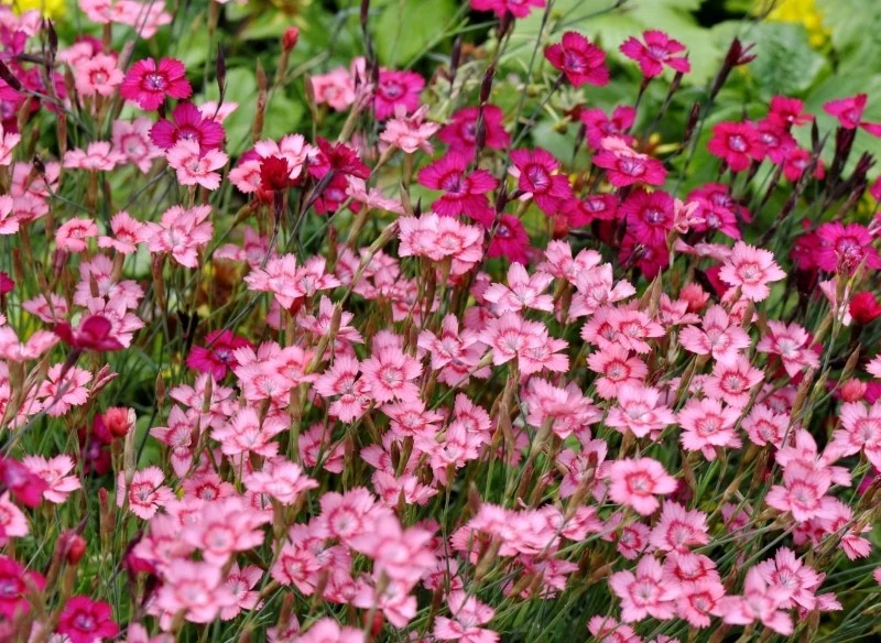 Odmiany goździka kropkowanego różnią się między sobą wysokością i barwą kwiatów