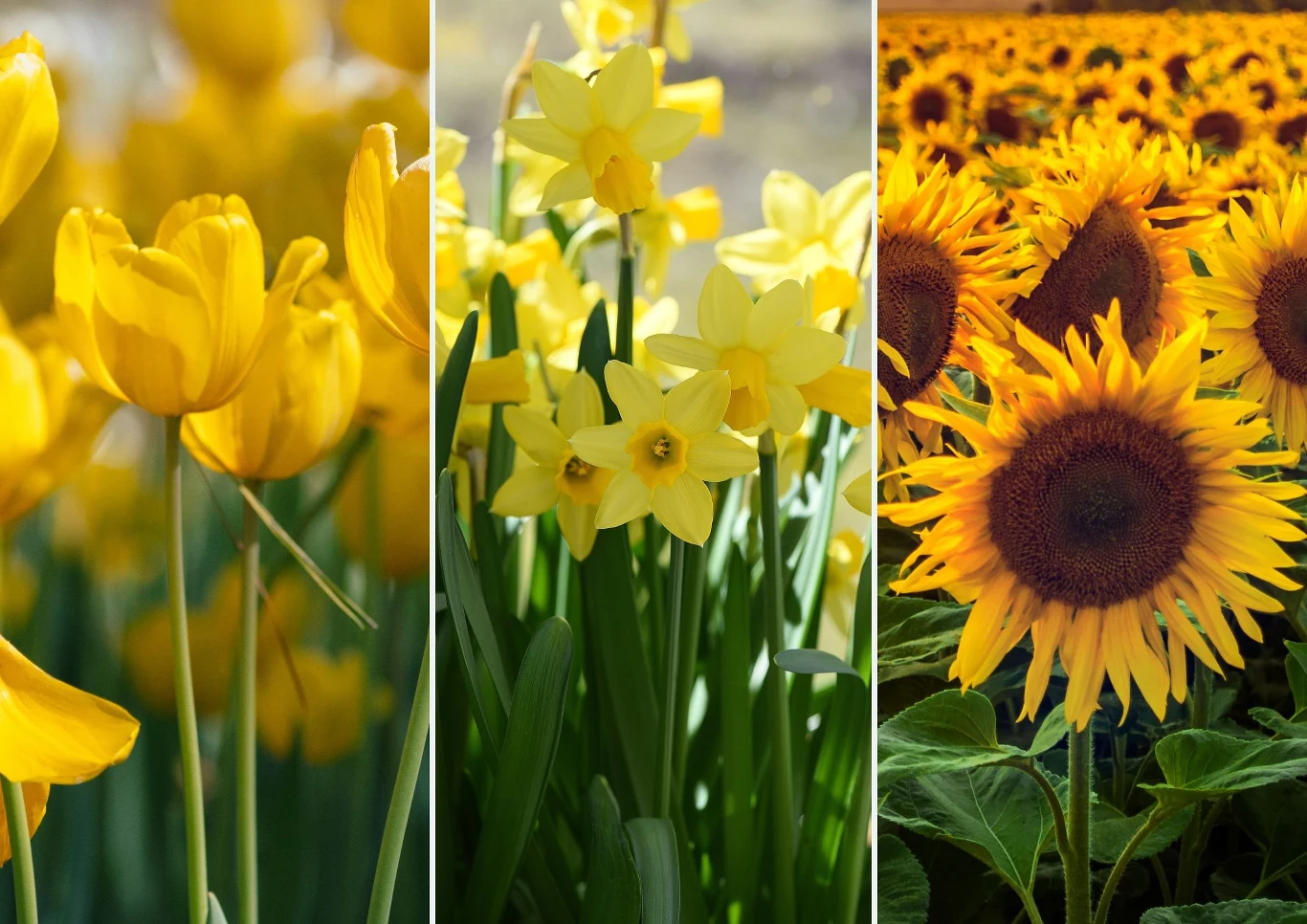 Kompozycja żółtych kwiatów na balkon nie musi być nudna.