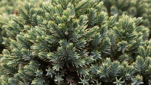 Jałowiec łuskowaty – odmiany, uprawa i zastosowanie