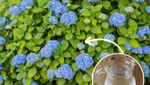 Hortensje to popularne i efektowne rośliny ozdobne. Jak pielęgnować hortensje, by długo kwitły?/