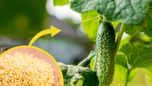 Ogórki potrzebują odpowiedniego podlewania i nawożenia, by wydać obfity plon. Naturalna odżywka do ogórków z pewnością je wzmocni./