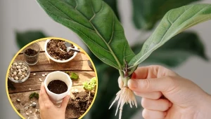 Domowy ukorzeniacz do roślin można zrobić z dwóch prostych składników.