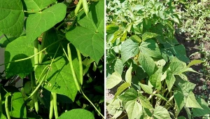 Fasolka szparagowa jest wyjątkowo wrażliwa na otaczające ją rośliny.