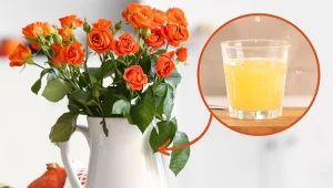 Co zrobić, żeby kwiaty dłużej stały w wazonie. Poznaj domowe sposoby.