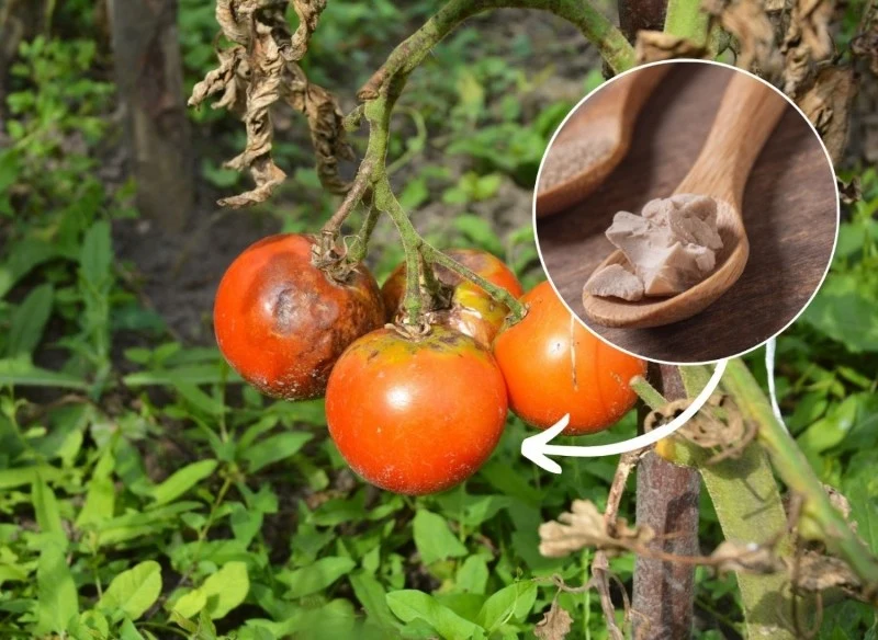 Zaraza ziemniaczana to jedna z najgroźniejszych chorób pomidorów
