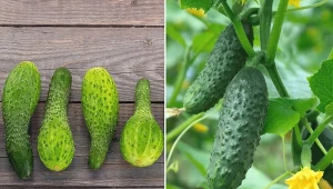 Przyczyny bulwiastych ogórków mogą być różne. Co zrobić, by ogórki były kształtne i smaczne?/