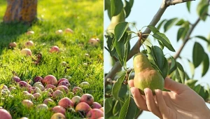 Co robić, gdy owoce z drzewa sąsiada rosną nad naszą działką? Wyjaśniamy, co mówi prawo.