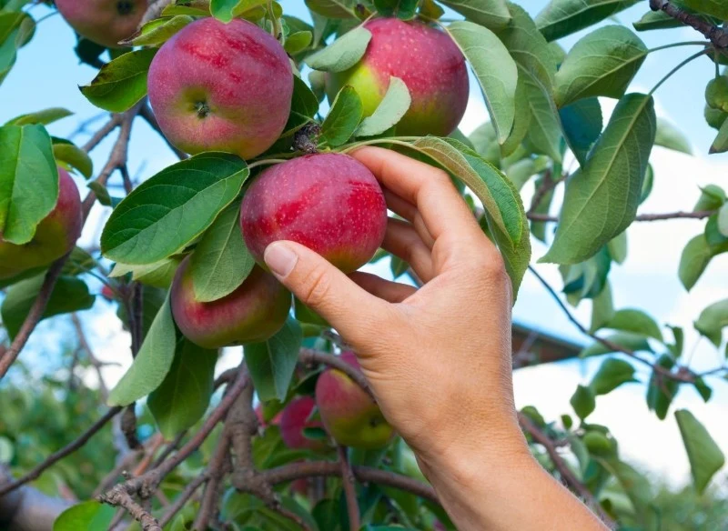 Kodeks Cywilny mówi, że nie możemy zrywać owoców z gałęzi sąsiada