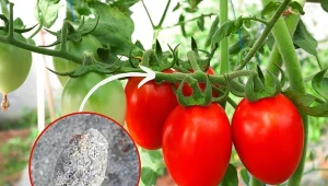 Poznaj przepis na naturalną odżywkę pod pomidory, dzięki której krzaki będą uginać się od dorodnych owoców.