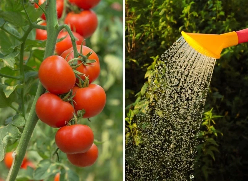 Podlewanie pomidorów jest szczególnie ważne w czasie upałów
