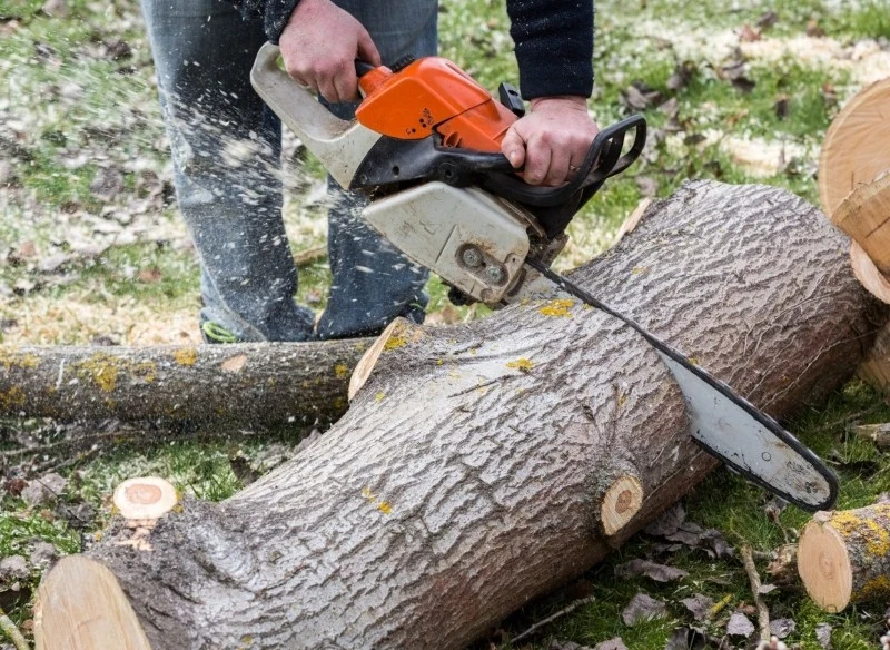 Aby można było wyciąć drzewa, czasem trzeba mieć urzędowe pozwolenie