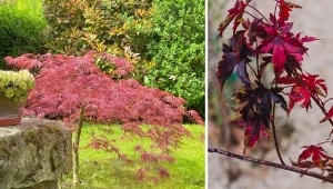 Wyjaśniamy, jak uprawiać klon palmowy tak, by roślina była piękna i zdrowa.