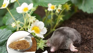 Sprawdź, jakie właściwości ma cynamon oraz jak go wykorzystać w ogrodzie.