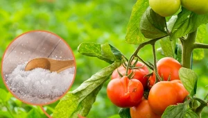 Sól epsom znajduje zastosowanie w ogrodnictwie. Można z niej przygotować odżywkę do pomidorów czy papryki./