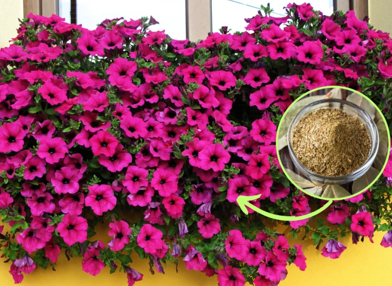 Wyjaśniamy, czym nawozić surfinie, by pięknie kwitły