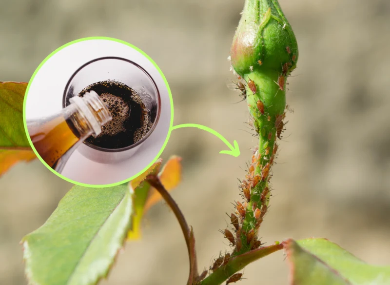 Napój typu cola będzie pomocny w zwalczaniu chorób i szkodników