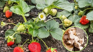 Nawóz z drożdży wspomaga rozwój roślin, ich kwitnienie i owocowanie. Czego nie podlewać taką naturalną odżywką?