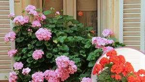 Im zdrowsze będą pelargonie, tym piękniej będą kwitły.