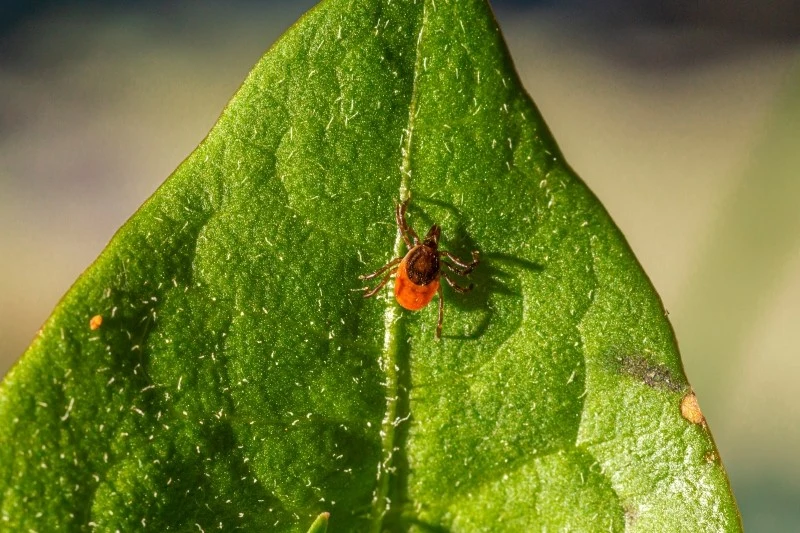 Kleszcze przenoszą groźne choroby, zwłaszcza boreliozę i kleszczowe zapalenie mózgu