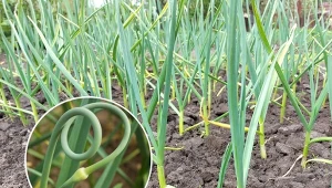 Wyjaśniamy, kiedy obrywać kwiatostany czosnku i po co to robić?