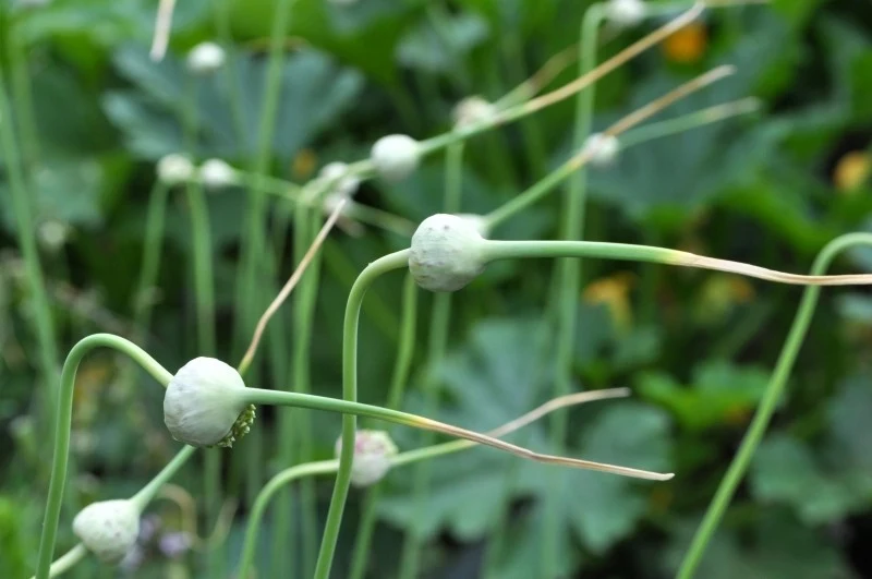 Przycinanie kwiatów czosnku latem to najistotniejsza czynność w opiece nad tą rośliną