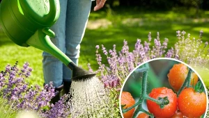 Czy w czasie deszczu trzeba podlewać rośliny w ogrodzie?